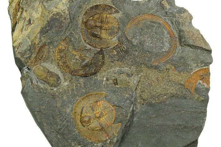 Three Trinucleid Trilobites (Declivolithus) With Cyclopyge #353394